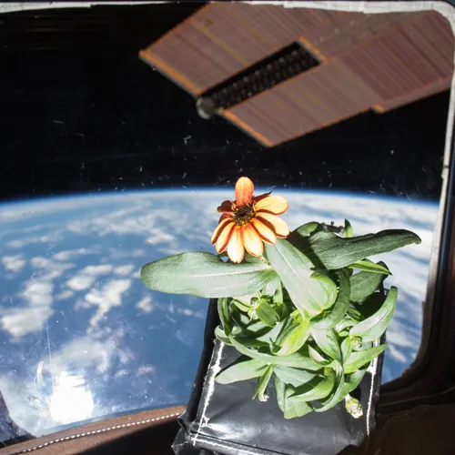 Plants in Space