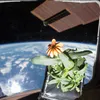 Plants in Space #0